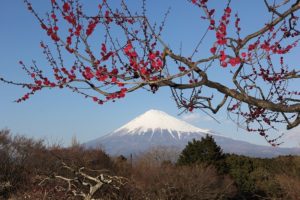 ume&fuji