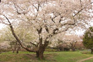 mori_town_sakura