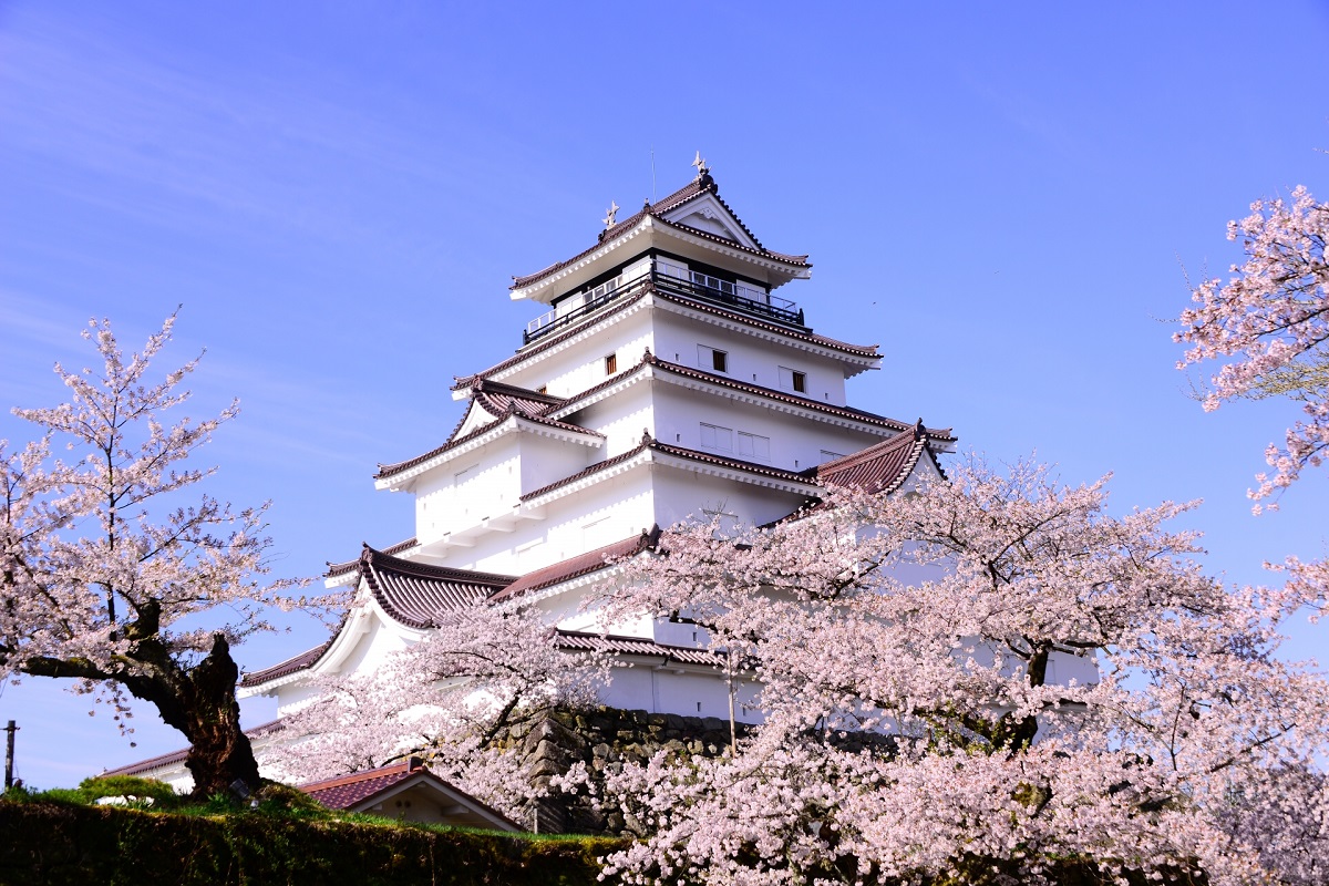 まち自慢.net                        東日本最大級、史跡内全体をライトアップ「鶴ヶ城さくらまつり」─終了しました