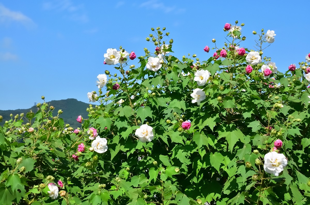 朝 昼 夜と花びらが白からピンクに変わる酔芙蓉が700本 酔芙蓉農道 終了しました Jfa 一般財団法人 日本ファッション協会