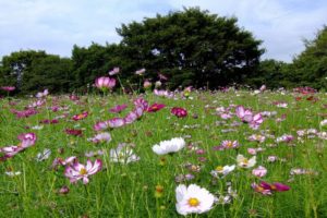 syowa_park_cosmos2