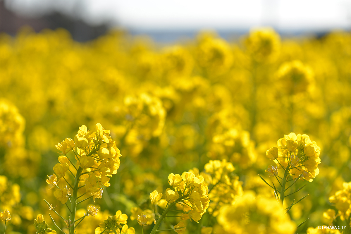 渥美半島に春を告げる「菜の花まつり2020」─終了しました