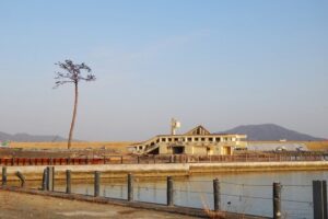 kisekino_pine2