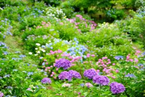 shibata_ajisai