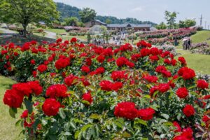 1602_Higasizawa rose park
