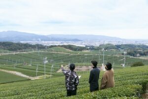 yame_tea_field