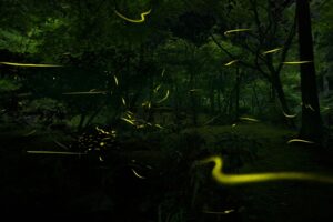 06_2_hattasan