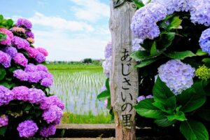 ajisai_m