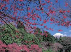 iwamotoyama_ume