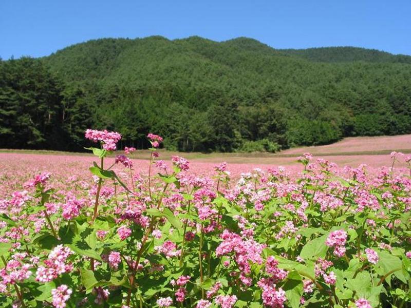 ヒマラヤ原産の赤そばが咲く 信州伊那高原赤そばの里 と 中川赤そば花まつり 終了しました Jfa 一般財団法人 日本ファッション協会