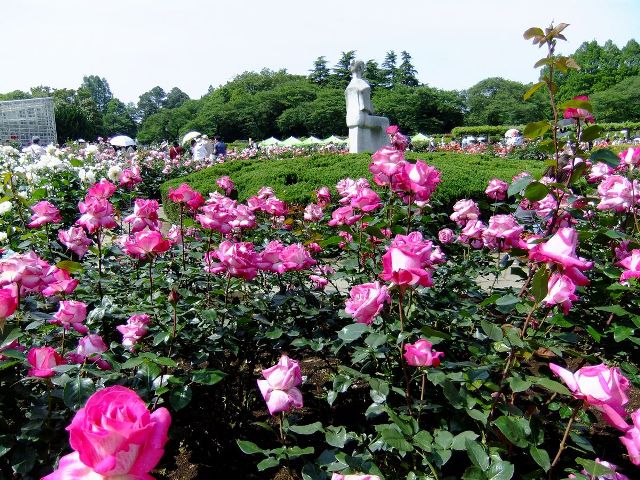 都立公園でも秋のバラフェスタ開催 神代植物公園 旧古河庭園 終了しました Jfa 一般財団法人 日本ファッション協会