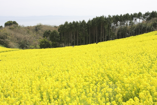 あわじ花さじき 菜の花まつり 終了しました Jfa 一般財団法人 日本ファッション協会