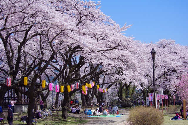 まち自慢.net
「大館桜まつり」と天然記念物“秋田犬”の日本一を競うイベント開催─終了しました
