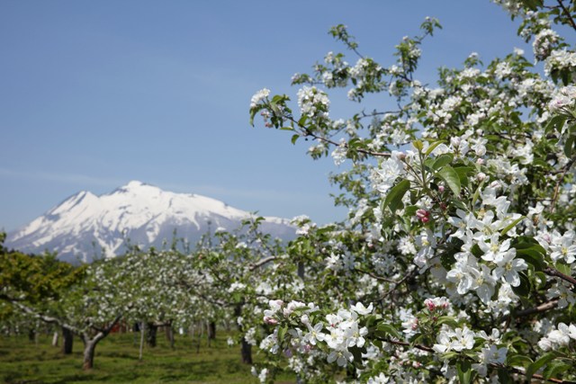 桜の次は 弘前りんご花まつり 終了しました Jfa 一般財団法人 日本ファッション協会