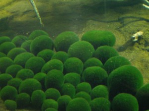 marimo