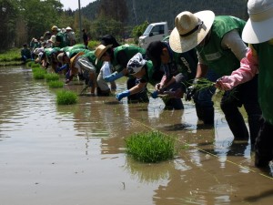 taue